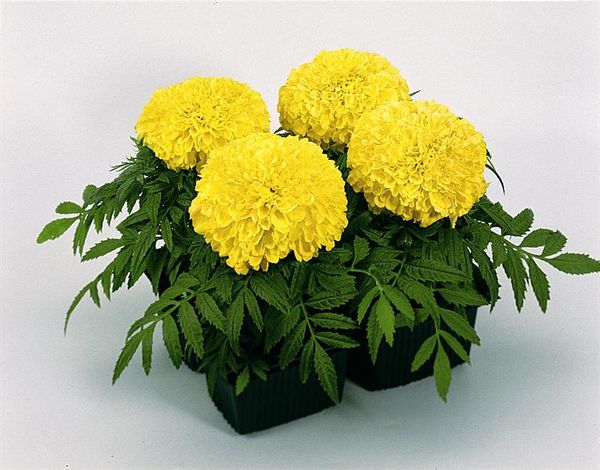 Upright marigolds: undersized flowers, giants, terry, French varieties, photos of species Mix, Spoon, Hawaii, Eskimo