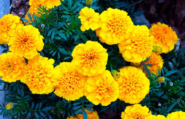 Upright marigolds: undersized flowers, giants, terry, French varieties, photos of species Mix, Spoon, Hawaii, Eskimo