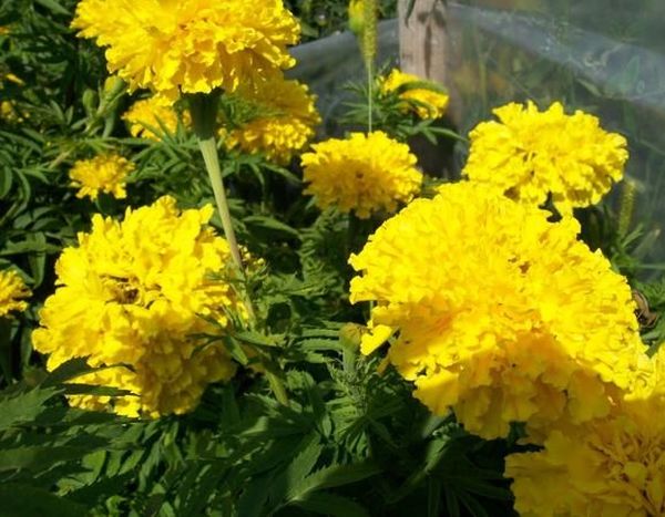 Upright marigolds: undersized flowers, giants, terry, French varieties, photos of species Mix, Spoon, Hawaii, Eskimo