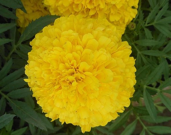 Upright marigolds: undersized flowers, giants, terry, French varieties, photos of species Mix, Spoon, Hawaii, Eskimo