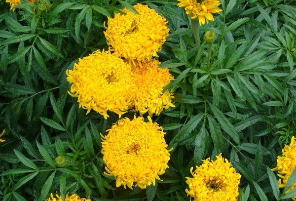 Upright marigolds: undersized flowers, giants, terry, French varieties, photos of species Mix, Spoon, Hawaii, Eskimo