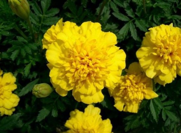 Upright marigolds: undersized flowers, giants, terry, French varieties, photos of species Mix, Spoon, Hawaii, Eskimo