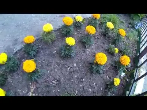 Upright marigolds: varieties with photo