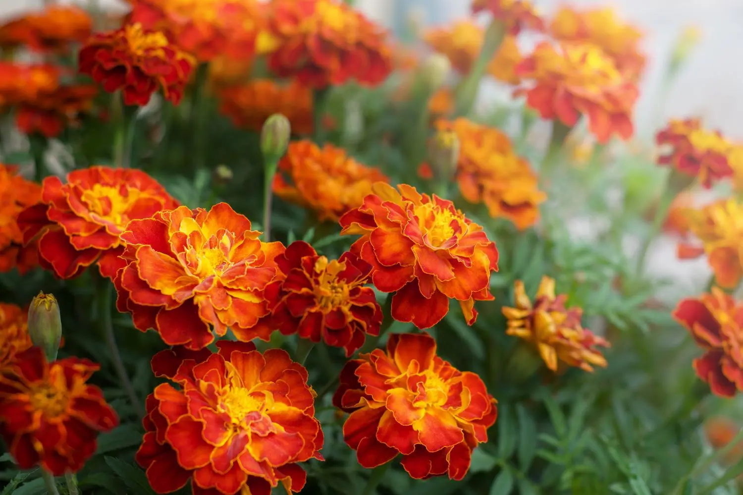 Upright marigolds: varieties with photo