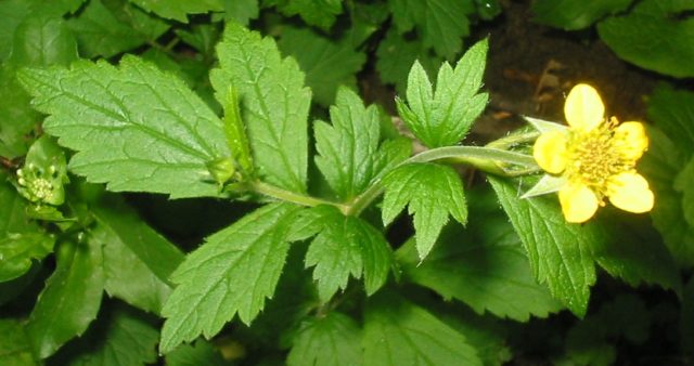 Urban gravel: photo of a wild plant, medicinal properties