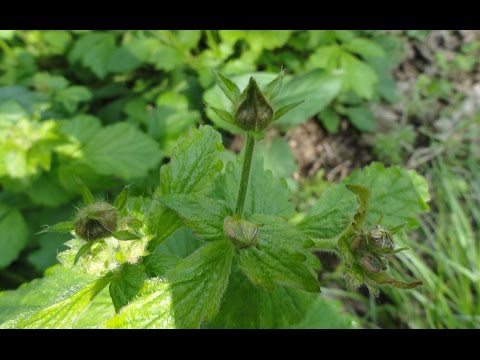 Urban gravel: photo of a wild plant, medicinal properties