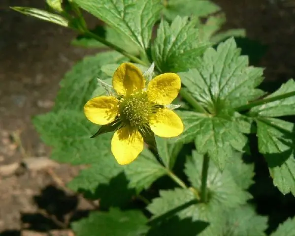 Urban gravel: photo of a wild plant, medicinal properties