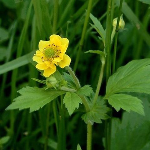 Urban gravel: photo of a wild plant, medicinal properties