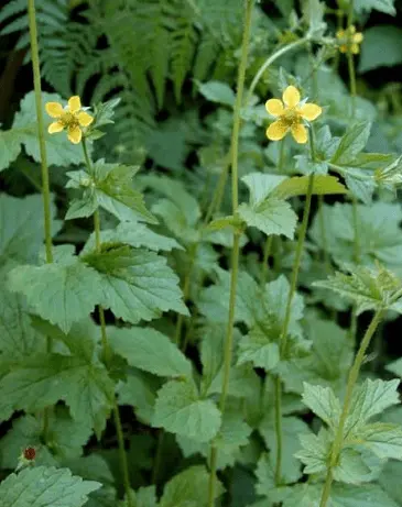 Urban gravel: photo of a wild plant, medicinal properties