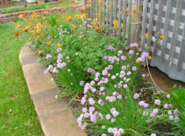 Urban gravel: photo of a wild plant, medicinal properties