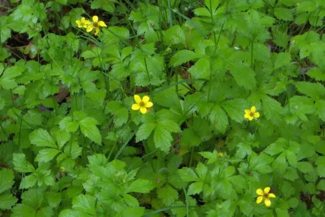 Urban gravel: photo of a wild plant, medicinal properties