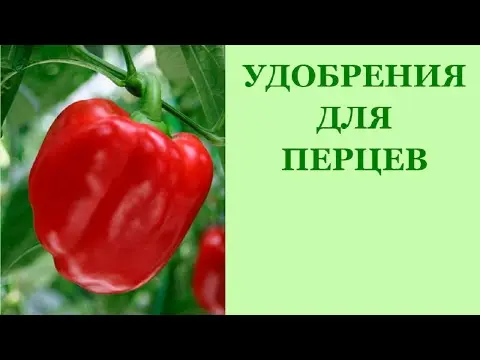 Urea - fertilizer for pepper 