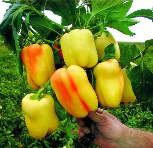 Urea &#8211; fertilizer for pepper 