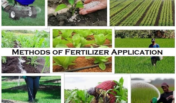 Urea: application of fertilizer in the garden, methods of use