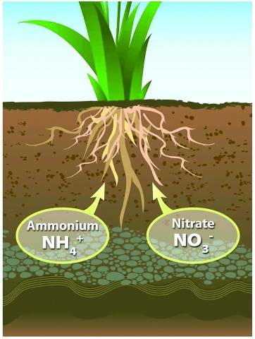 Urea fertilizer: application, composition