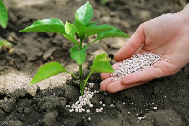 Urea fertilizer: application, composition