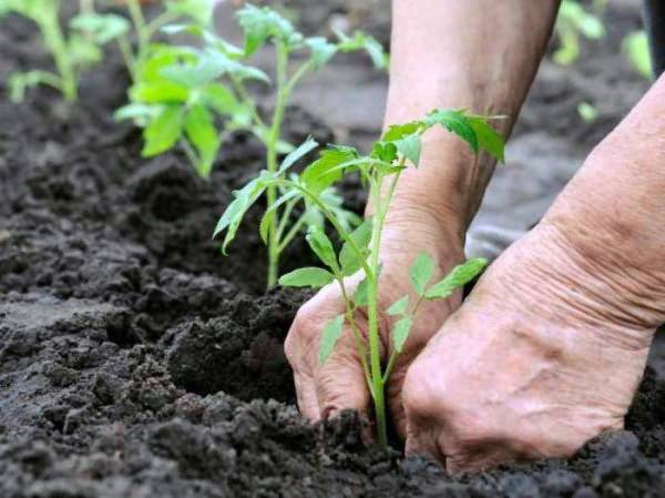 Urea for top dressing tomato 