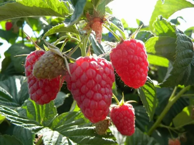 Urea (urea) for raspberries in spring: cooking method