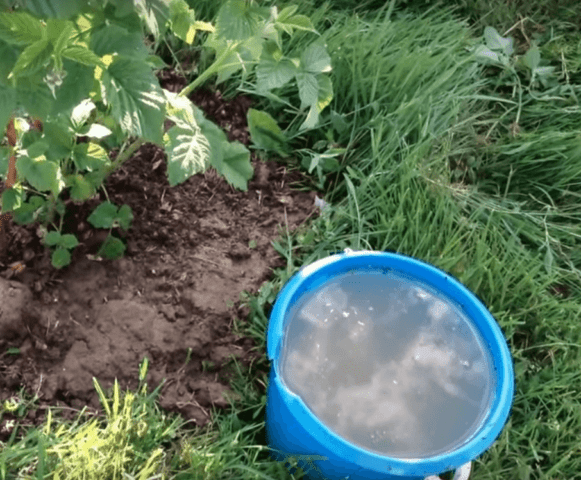 Urea (urea) for raspberries in spring: cooking method