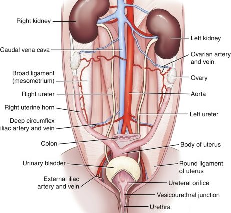 Ureters &#8211; structure, function, course, diseases