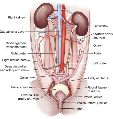 Ureters &#8211; structure, function, course, diseases