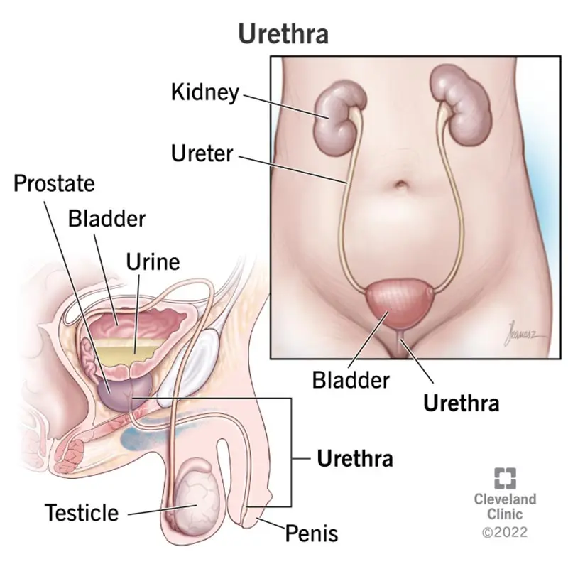 Urethra in women and men &#8211; differences, the most common ailments