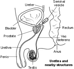 Urethral discharge &#8211; what does it mean? Treatment of urethritis in men and women