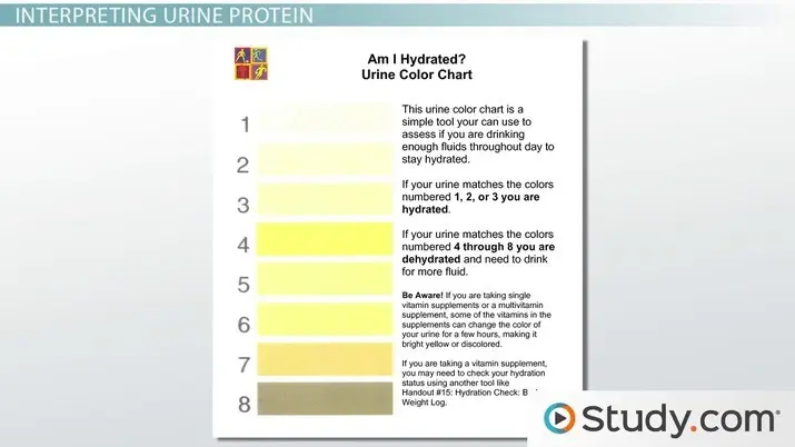 Urinalysis &#8211; analysis, results, norms. What is protein, glucose or ketones in urine talking about?