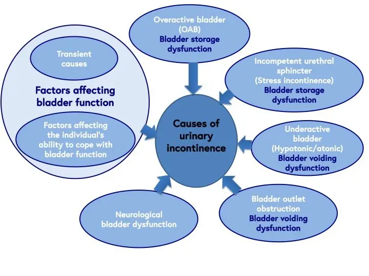 Urinary incontinence &#8211; the main causes