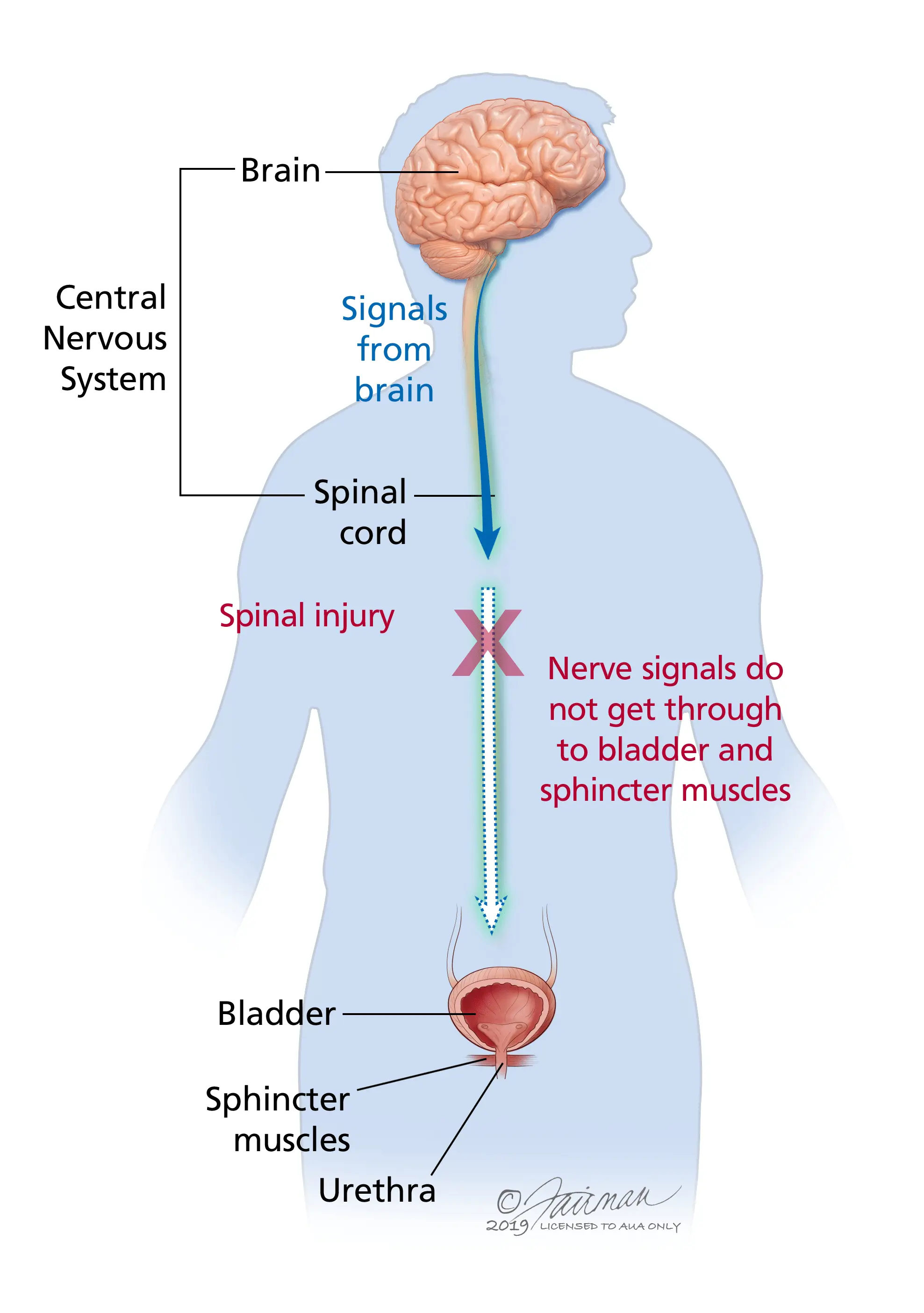 Urination disorders &#8211; what are they caused by? Diagnostics and treatment