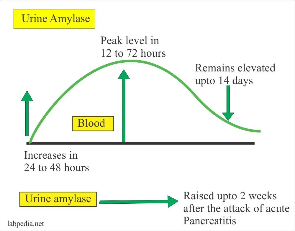 Urine amylase &#8211; when to test, test