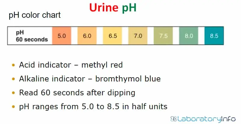 Urine Ph &#8211; what does its amount mean?