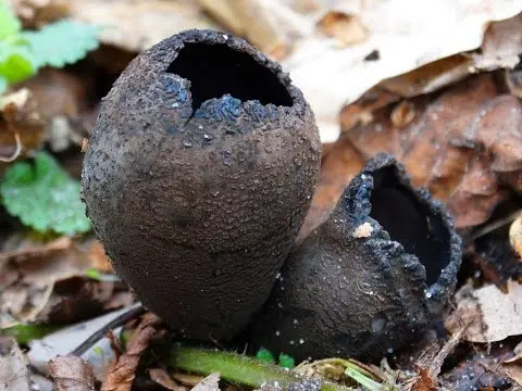 Urnula goblet (Urnula craterium) photo and description