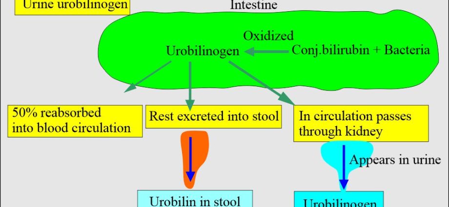 Urobilinogen &#8211; what is its level in urine?