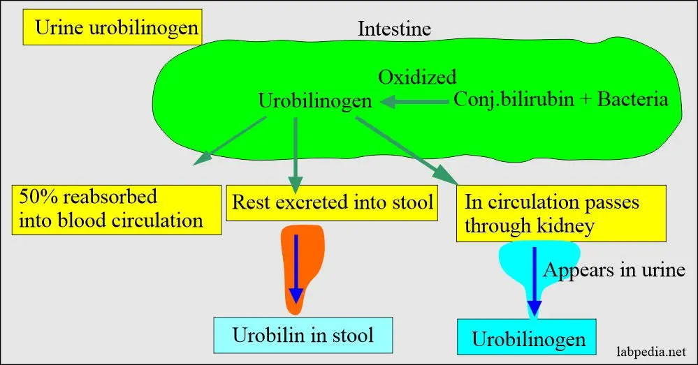 Urobilinogen &#8211; what is its level in urine?