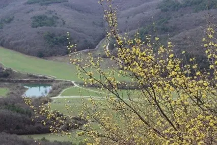 Useful properties and contraindications of dogwood