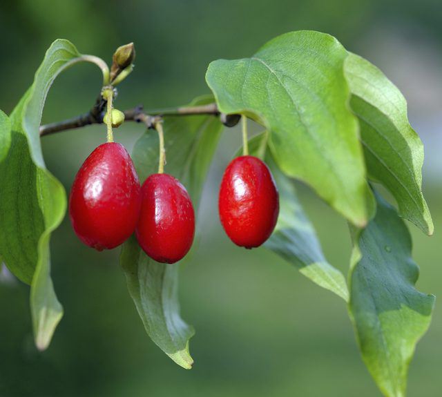 Useful properties and contraindications of dogwood