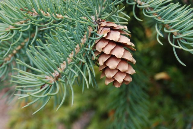 Useful properties and contraindications of fir needles, resin, bark