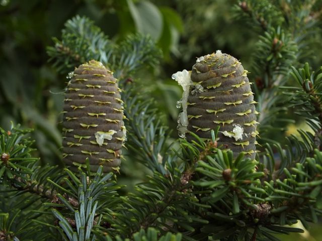 Useful properties and contraindications of fir needles, resin, bark