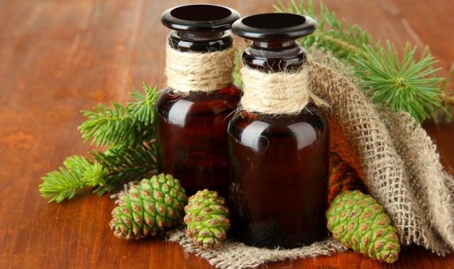 Useful properties and contraindications of fir needles, resin, bark