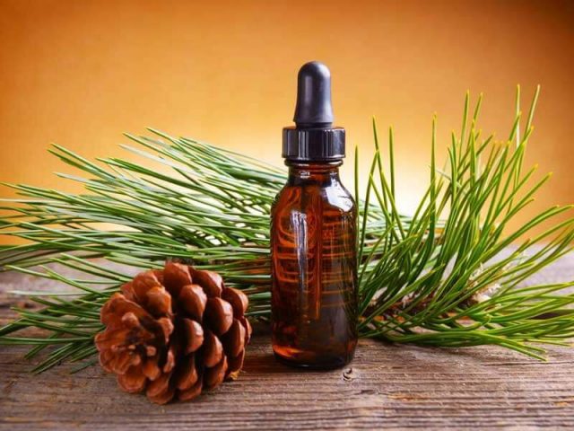 Useful properties and contraindications of fir needles, resin, bark