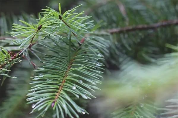 Useful properties and contraindications of fir needles, resin, bark