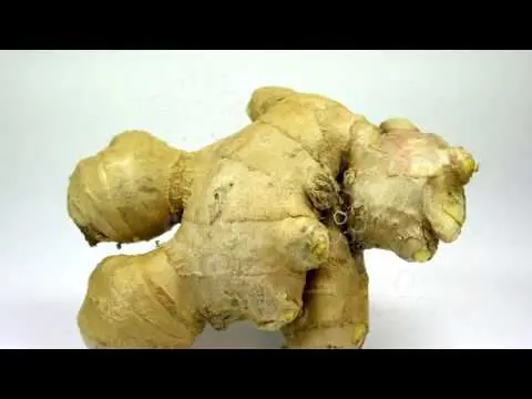 Useful properties and contraindications of ginger for men + use for weight loss, improving potency and in diseases