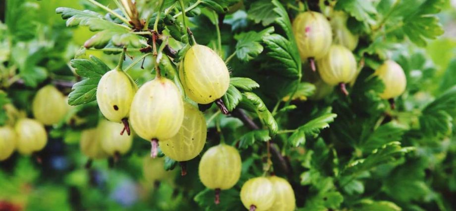 Useful properties and contraindications of gooseberries