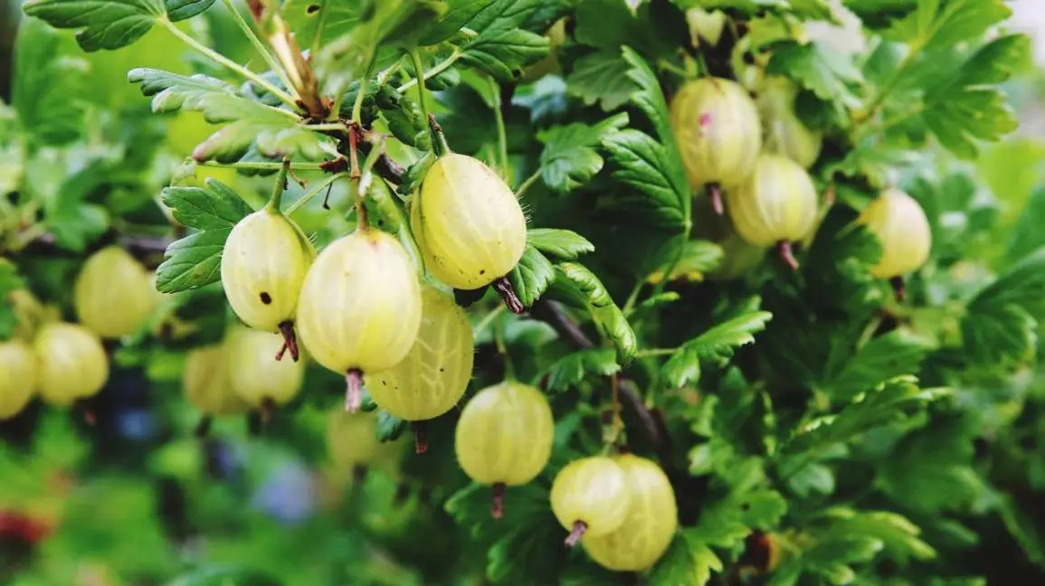 Useful properties and contraindications of gooseberries