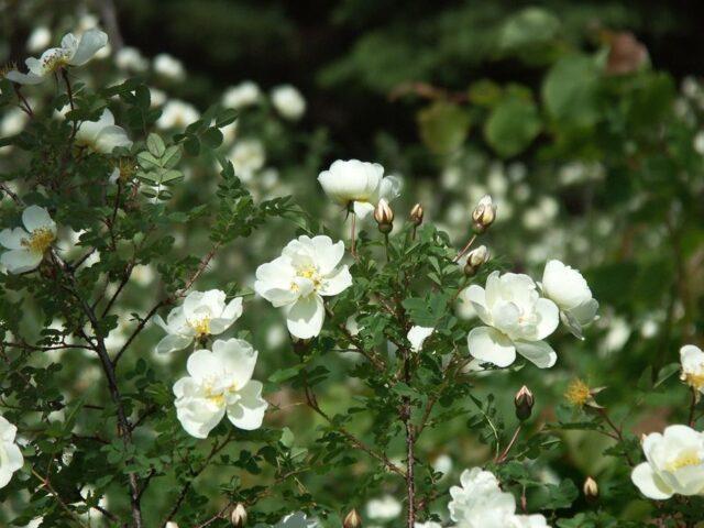 Useful properties of black rosehip and contraindications