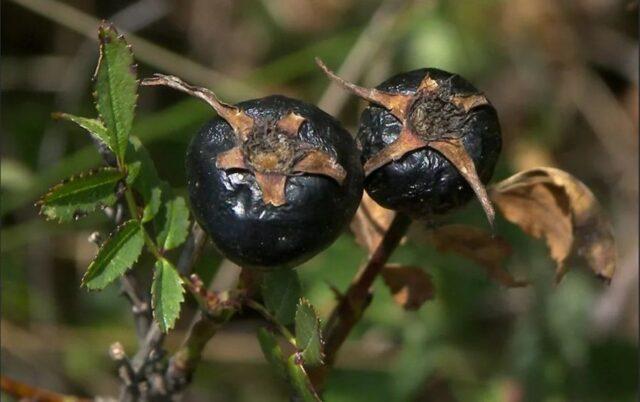 Useful properties of black rosehip and contraindications