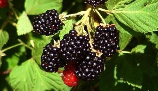 Useful properties of blackberry