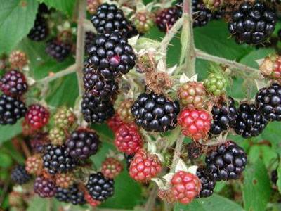 Useful properties of blackberry