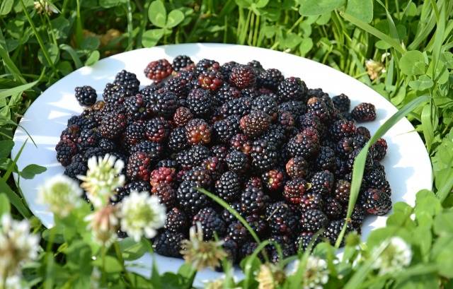 Useful properties of blackberry